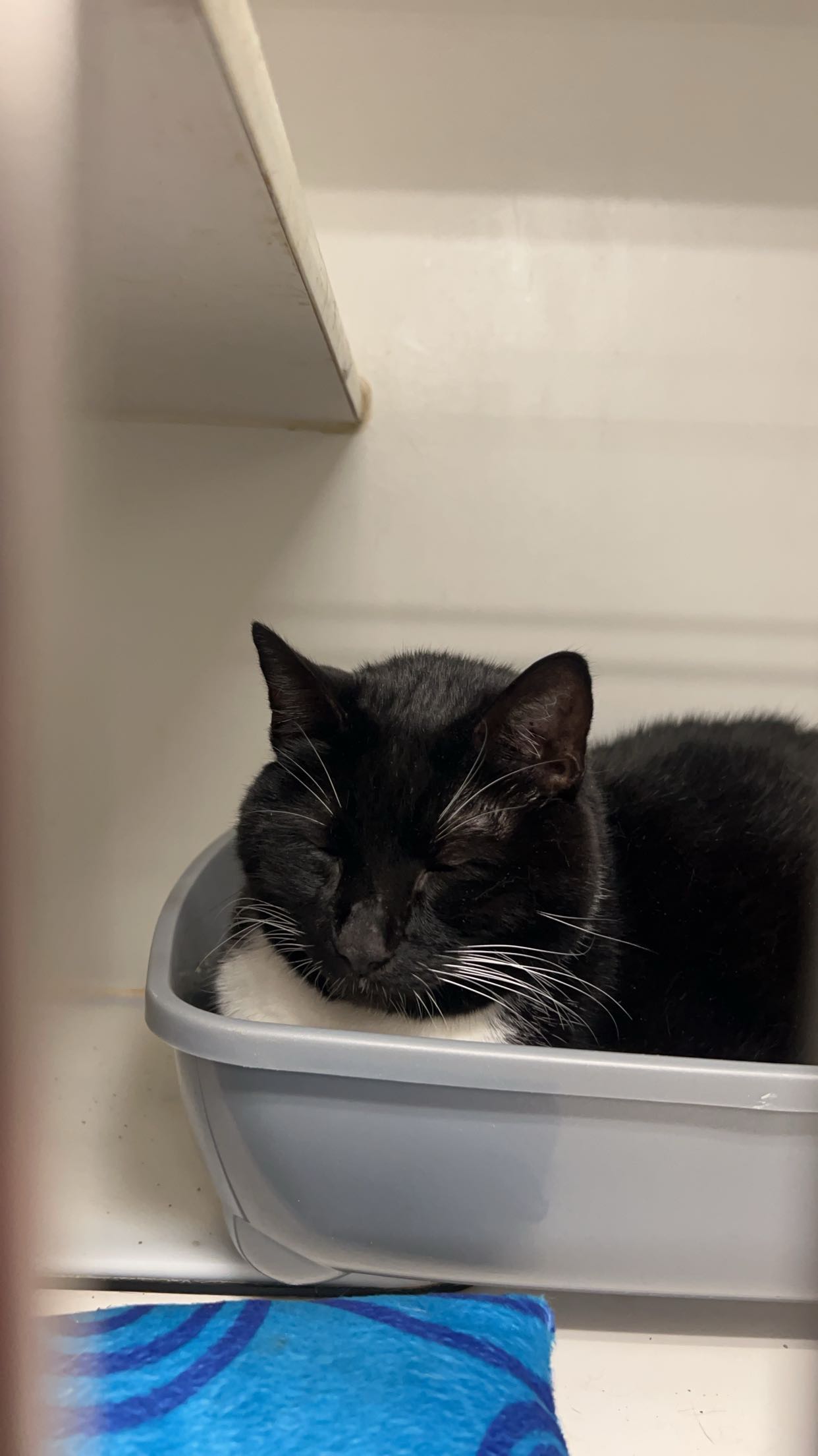 carmmieecat snapchat image archive image