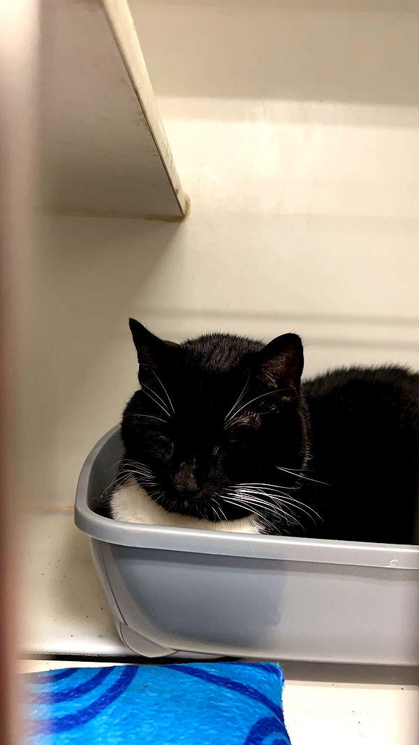 carmmieecat image ~ Altpins