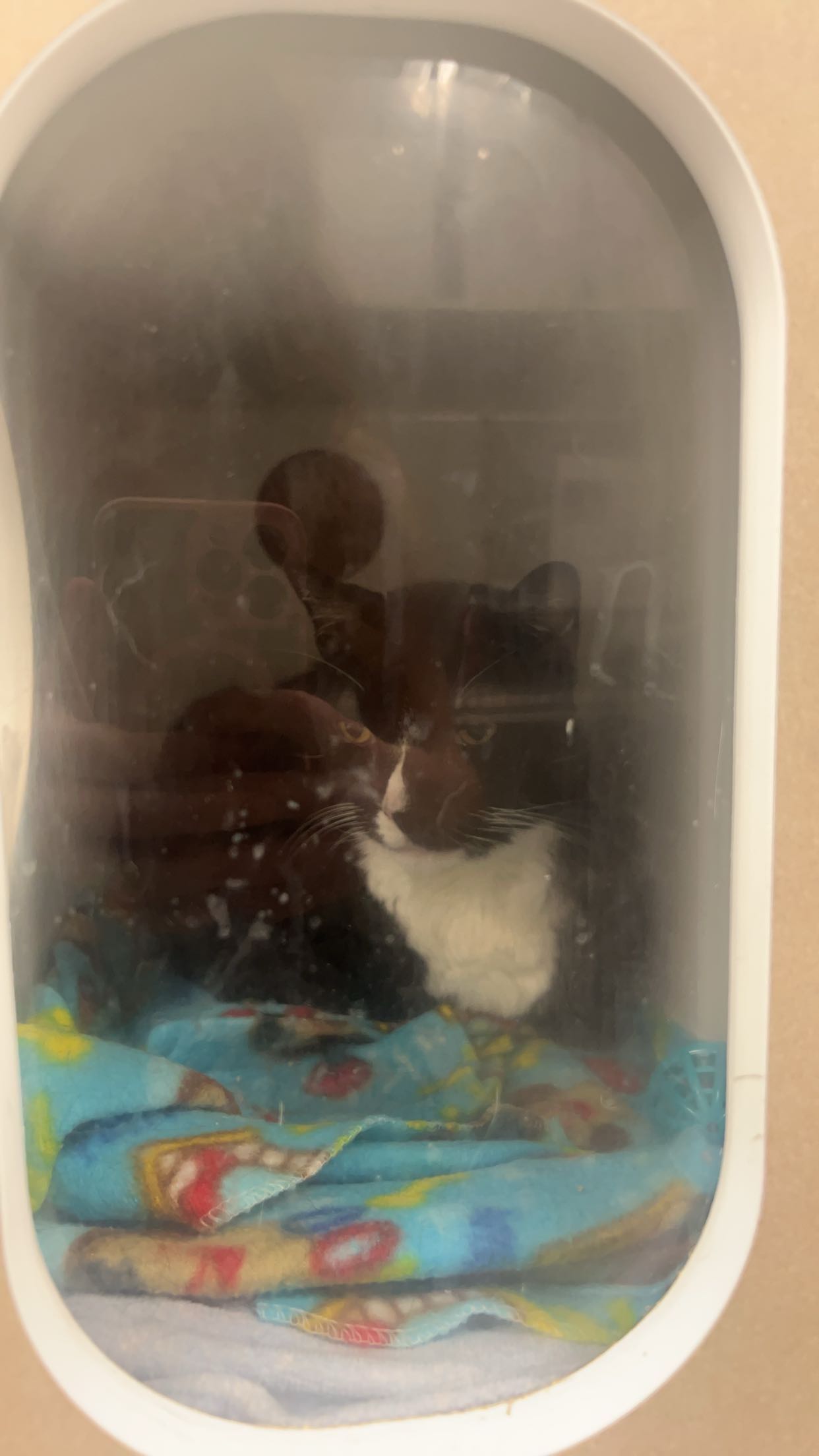 carmmieecat snapchat image archive image