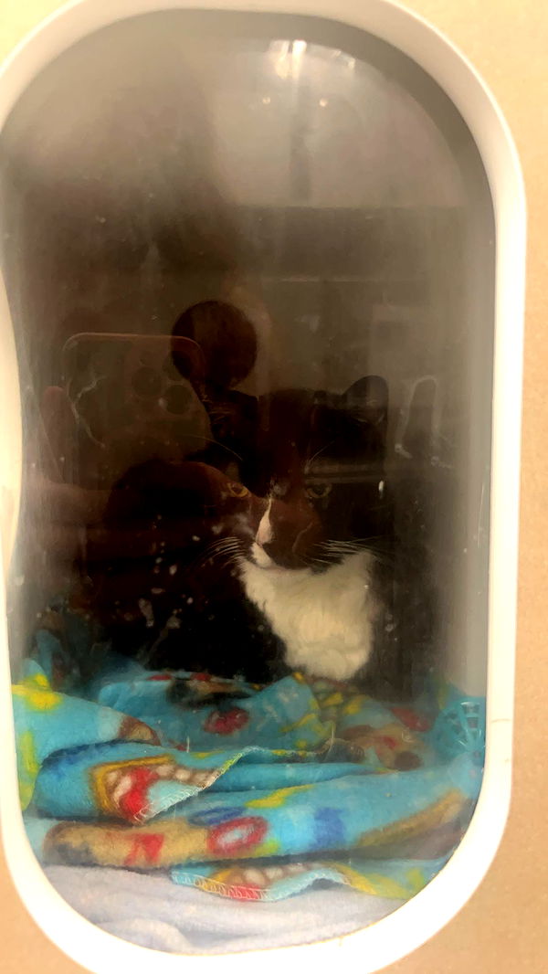 carmmieecat image ~ Altpins