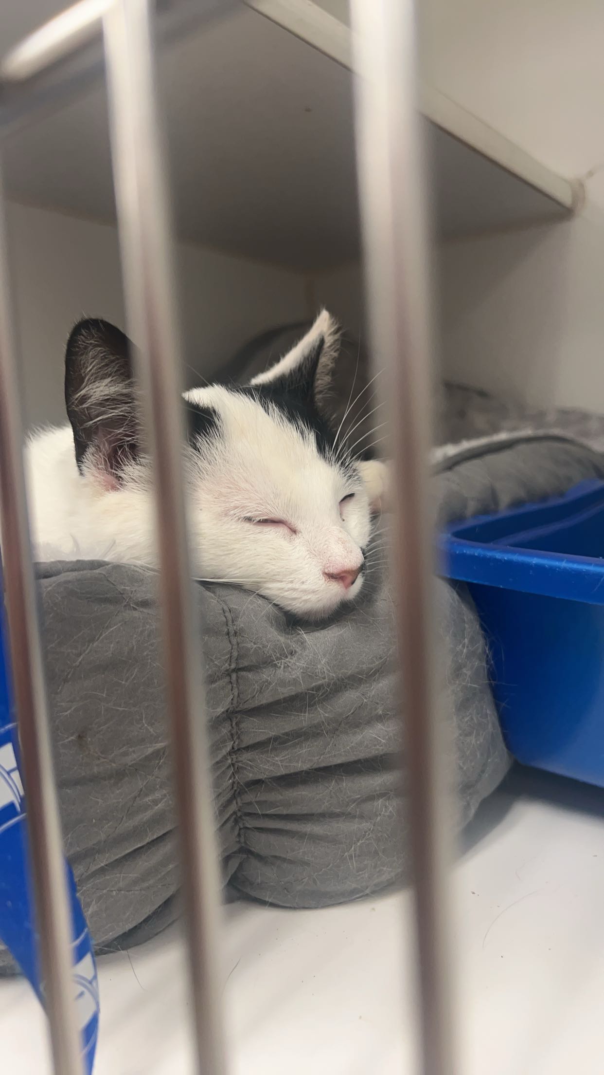 carmmieecat snapchat image archive image