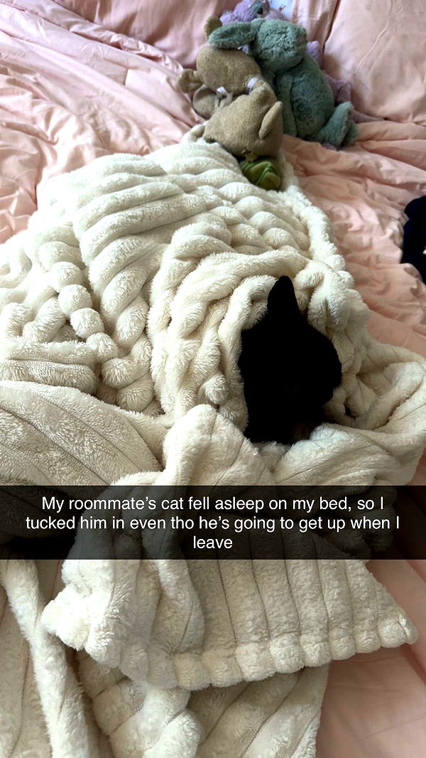 carmmieecat image ~ Altpins