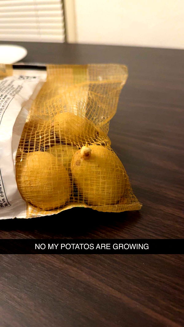 carmmieecat image ~ Altpins