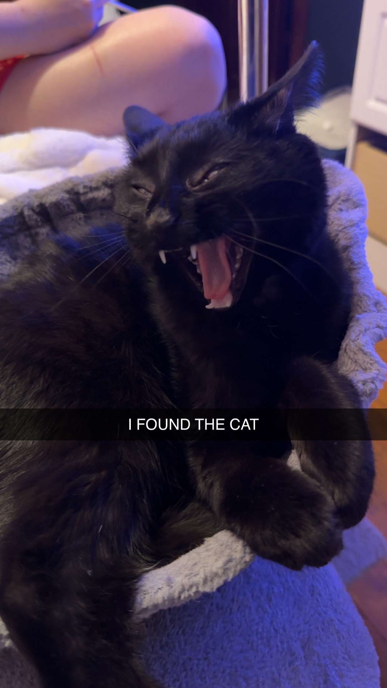 carmmieecat snapchat image archive image