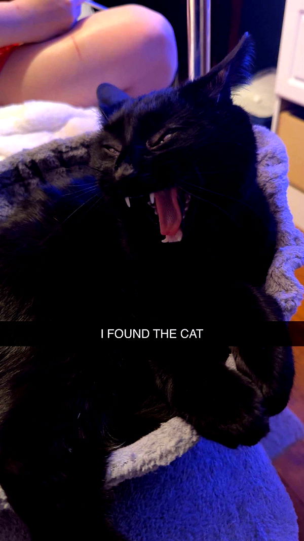 carmmieecat image ~ Altpins