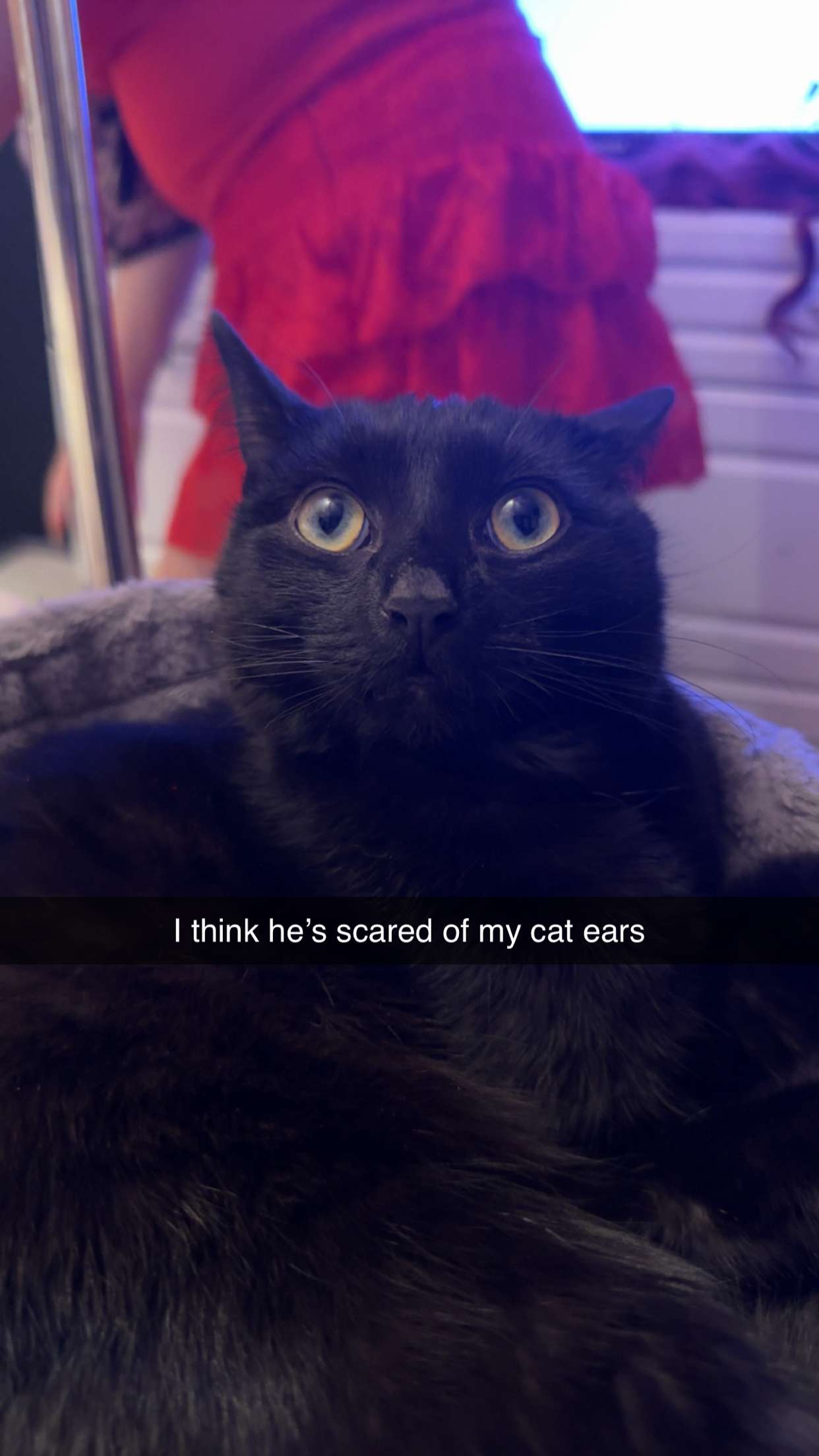 carmmieecat snapchat image archive image