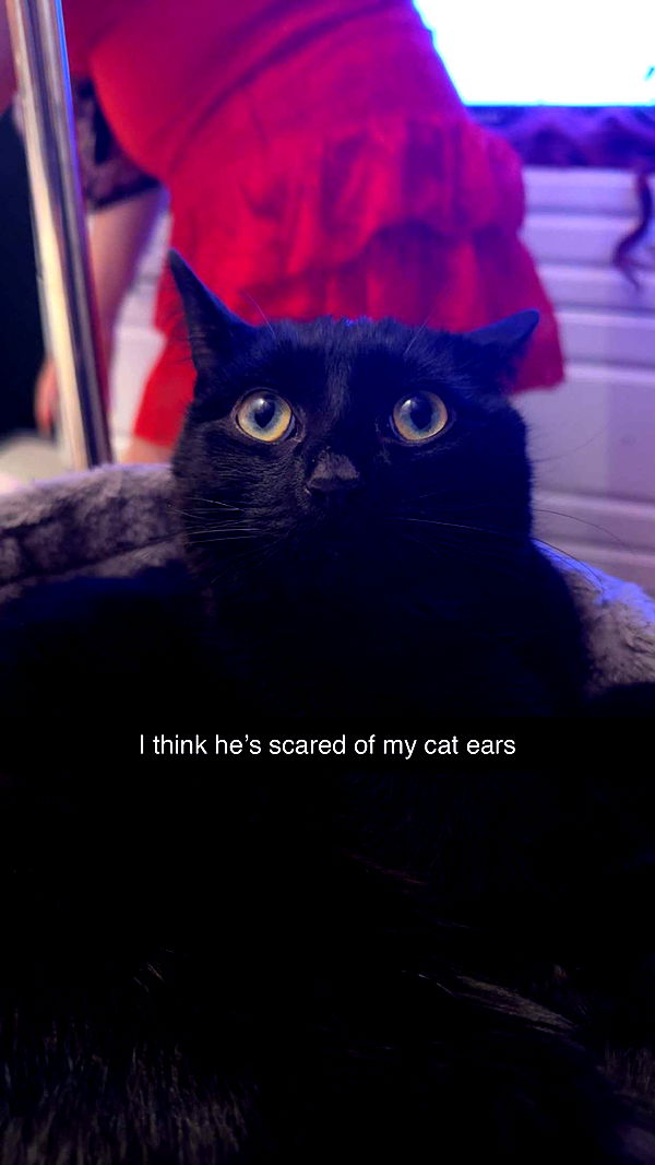 carmmieecat image ~ Altpins