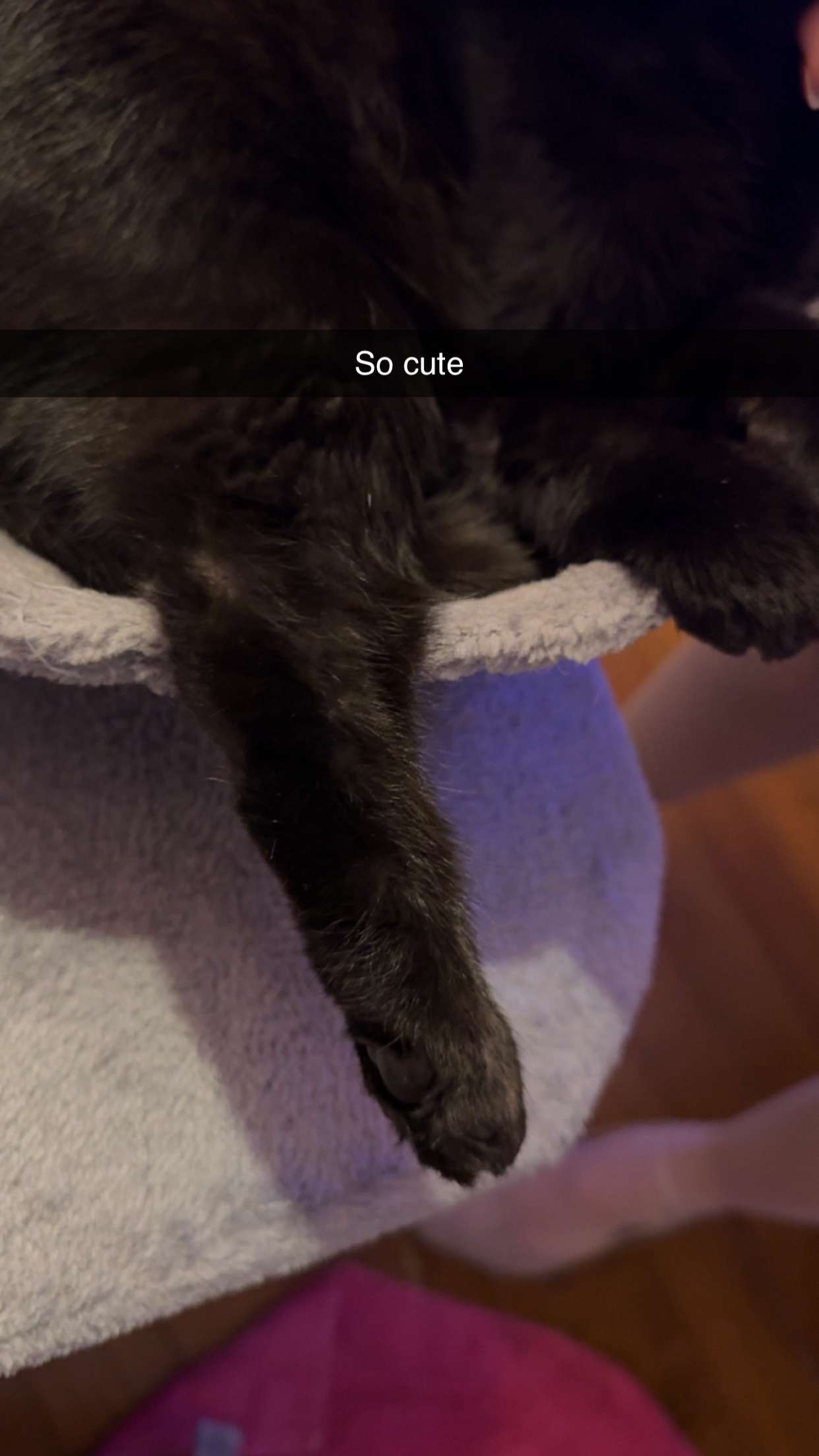 carmmieecat snapchat image archive image