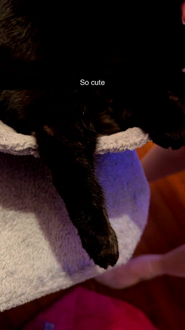 carmmieecat image ~ Altpins