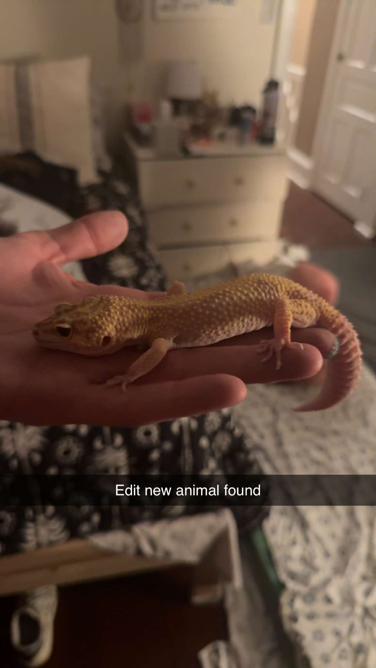 carmmieecat snapchat image archive image