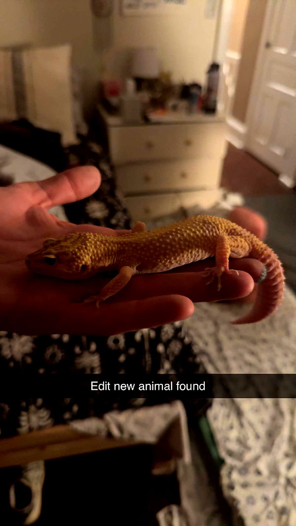 carmmieecat image ~ Altpins