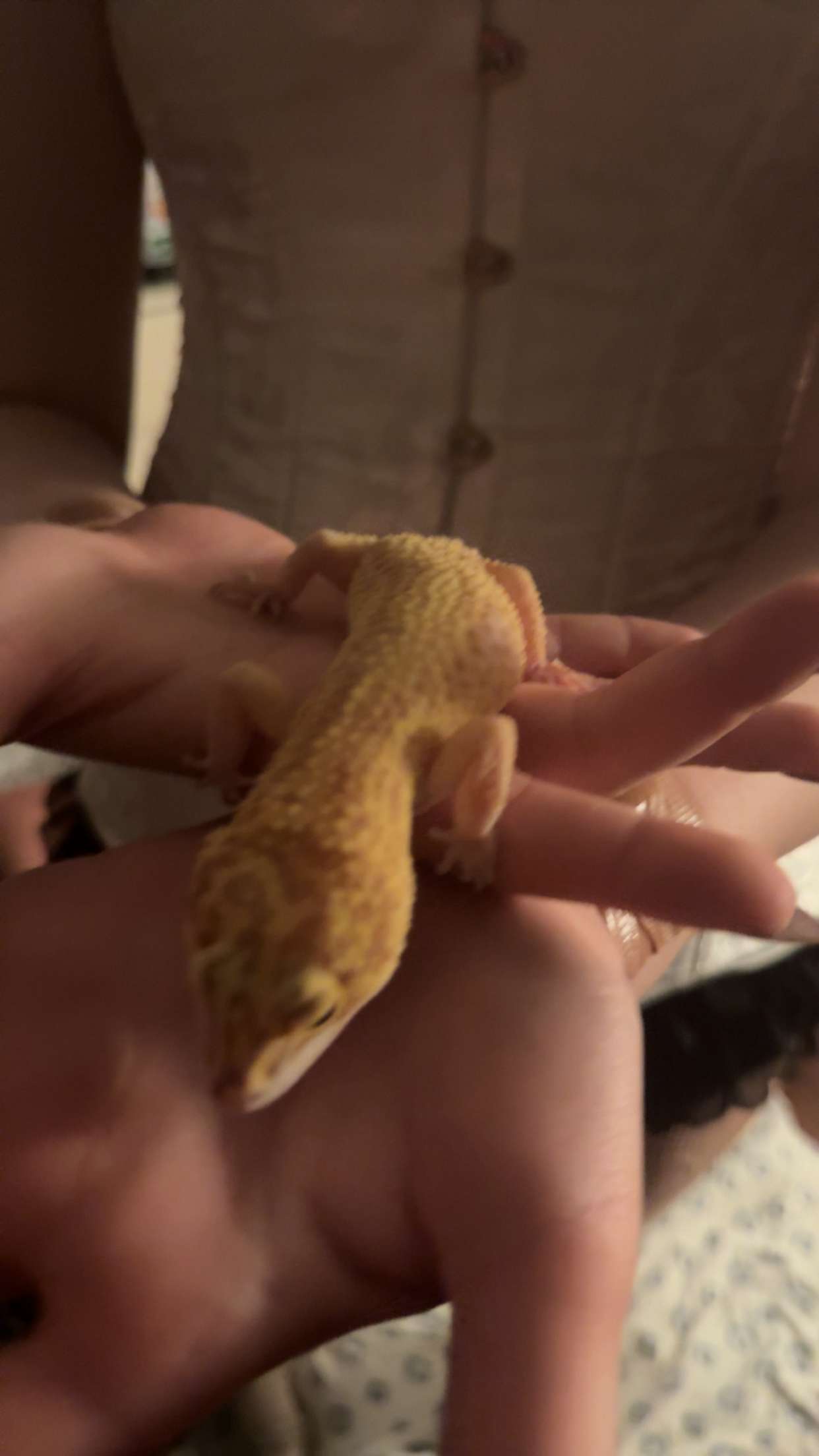 carmmieecat snapchat image archive image