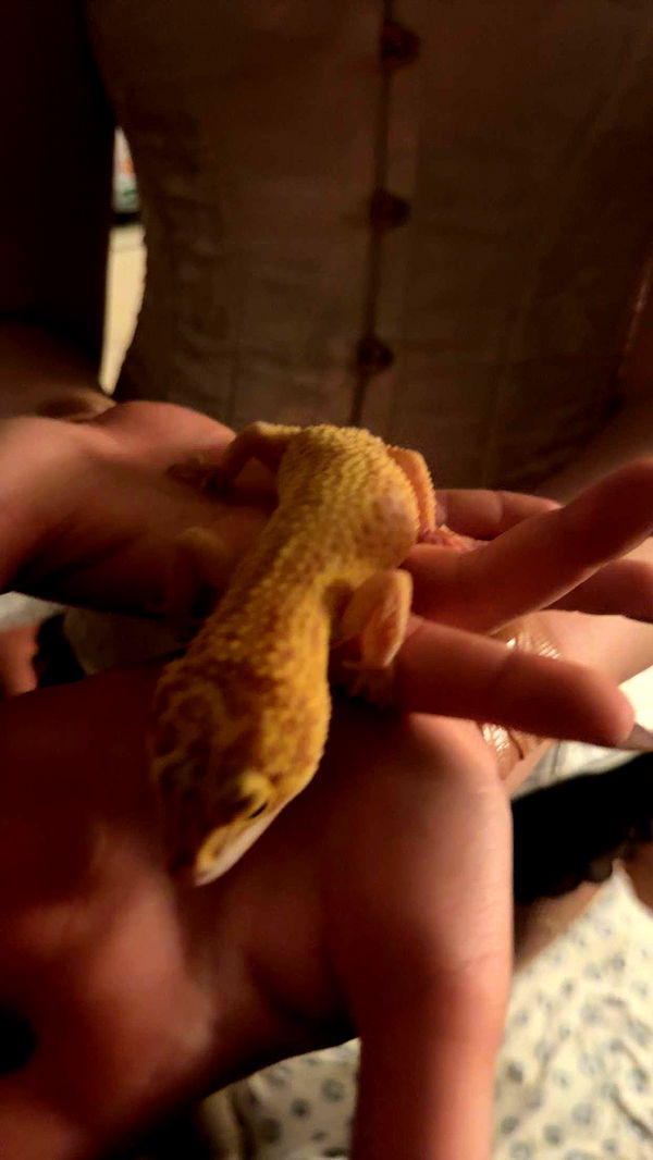 carmmieecat image ~ Altpins