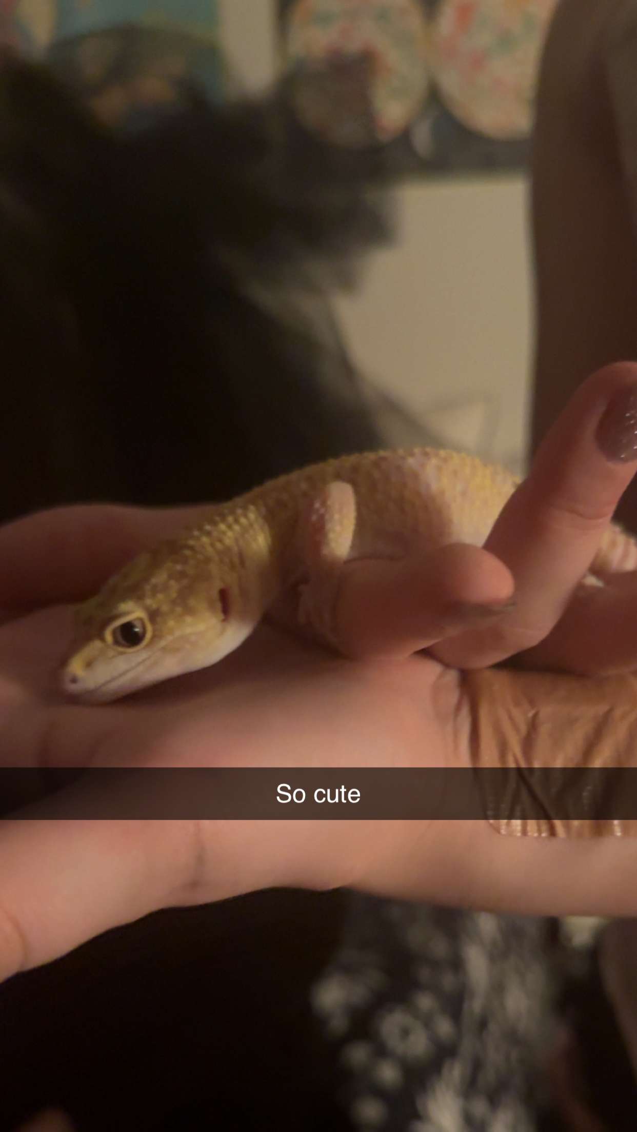 carmmieecat snapchat image archive image