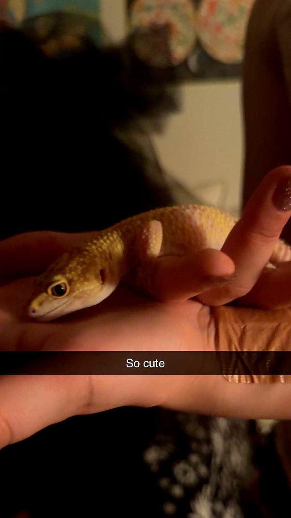 carmmieecat image ~ Altpins