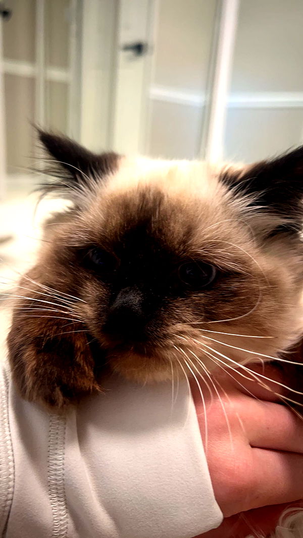 carmmieecat image ~ Altpins