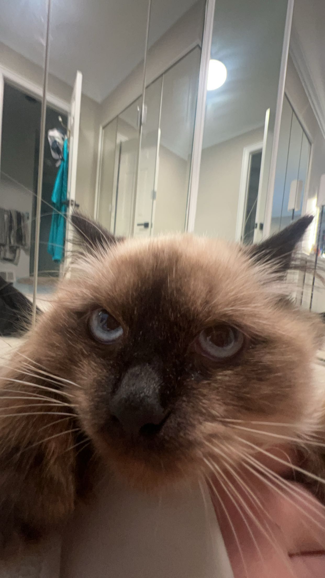 carmmieecat snapchat image archive image