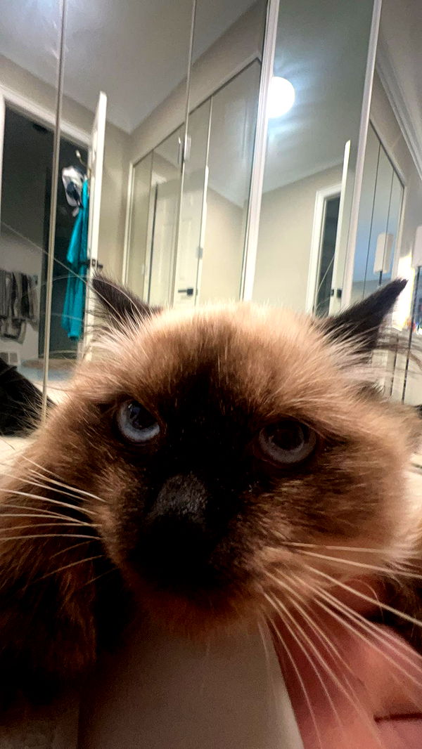 carmmieecat image ~ Altpins