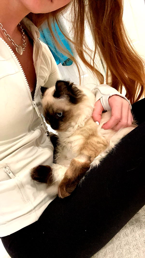 carmmieecat image ~ Altpins