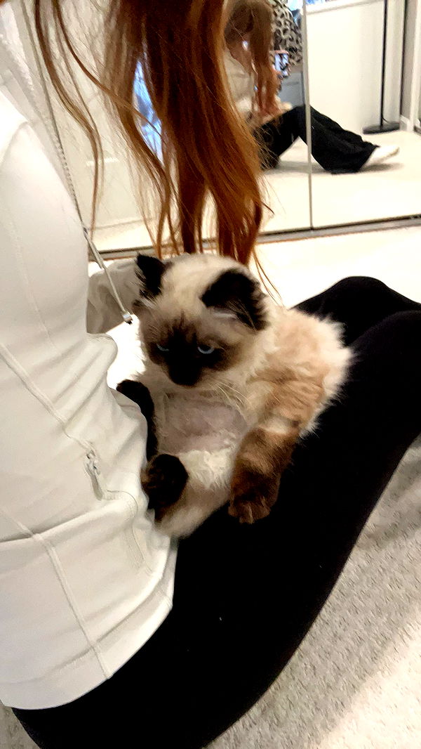 carmmieecat image ~ Altpins