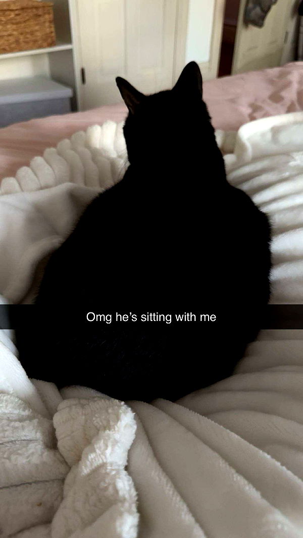 carmmieecat image ~ Altpins