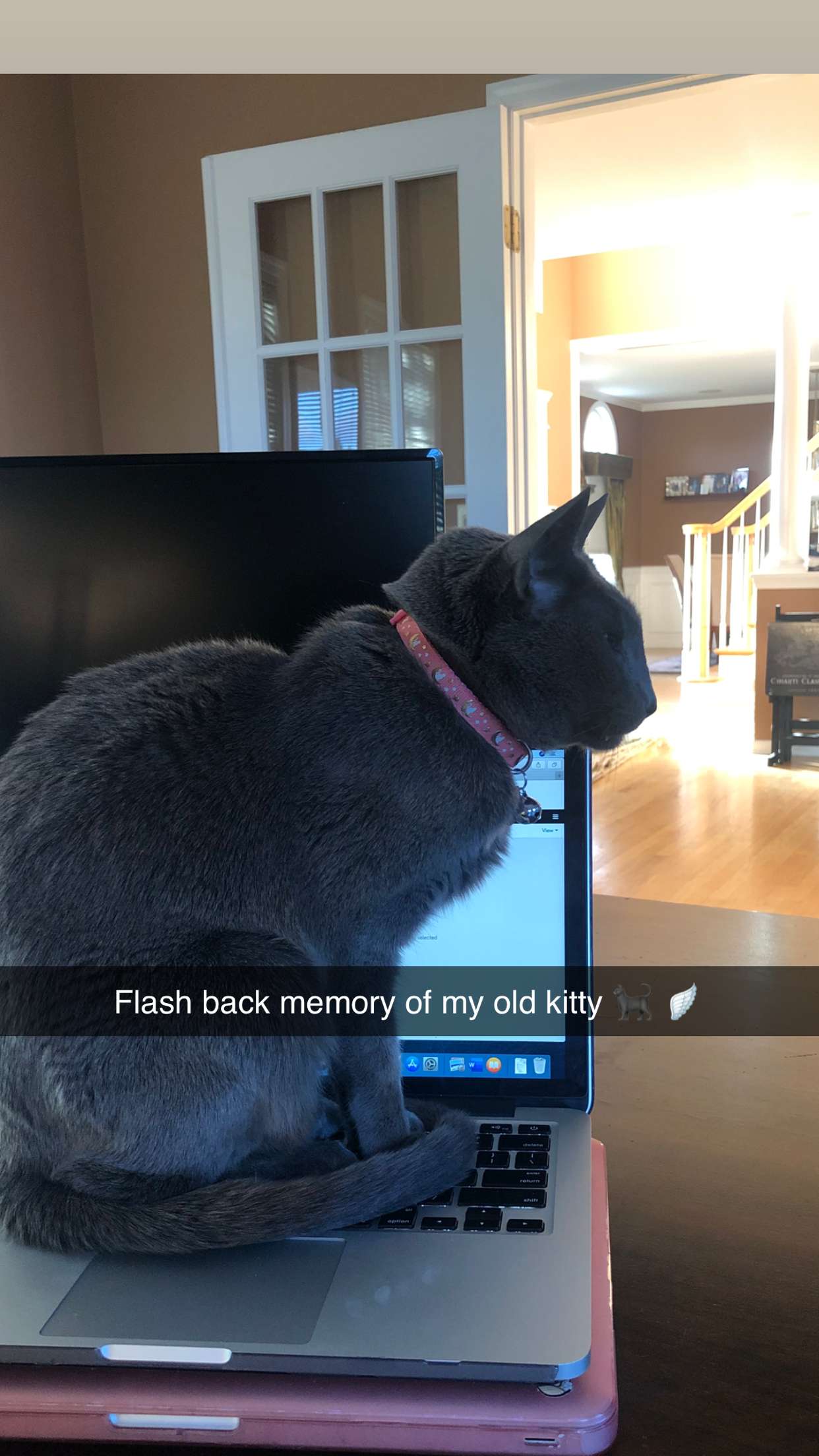 carmmieecat snapchat image archive image