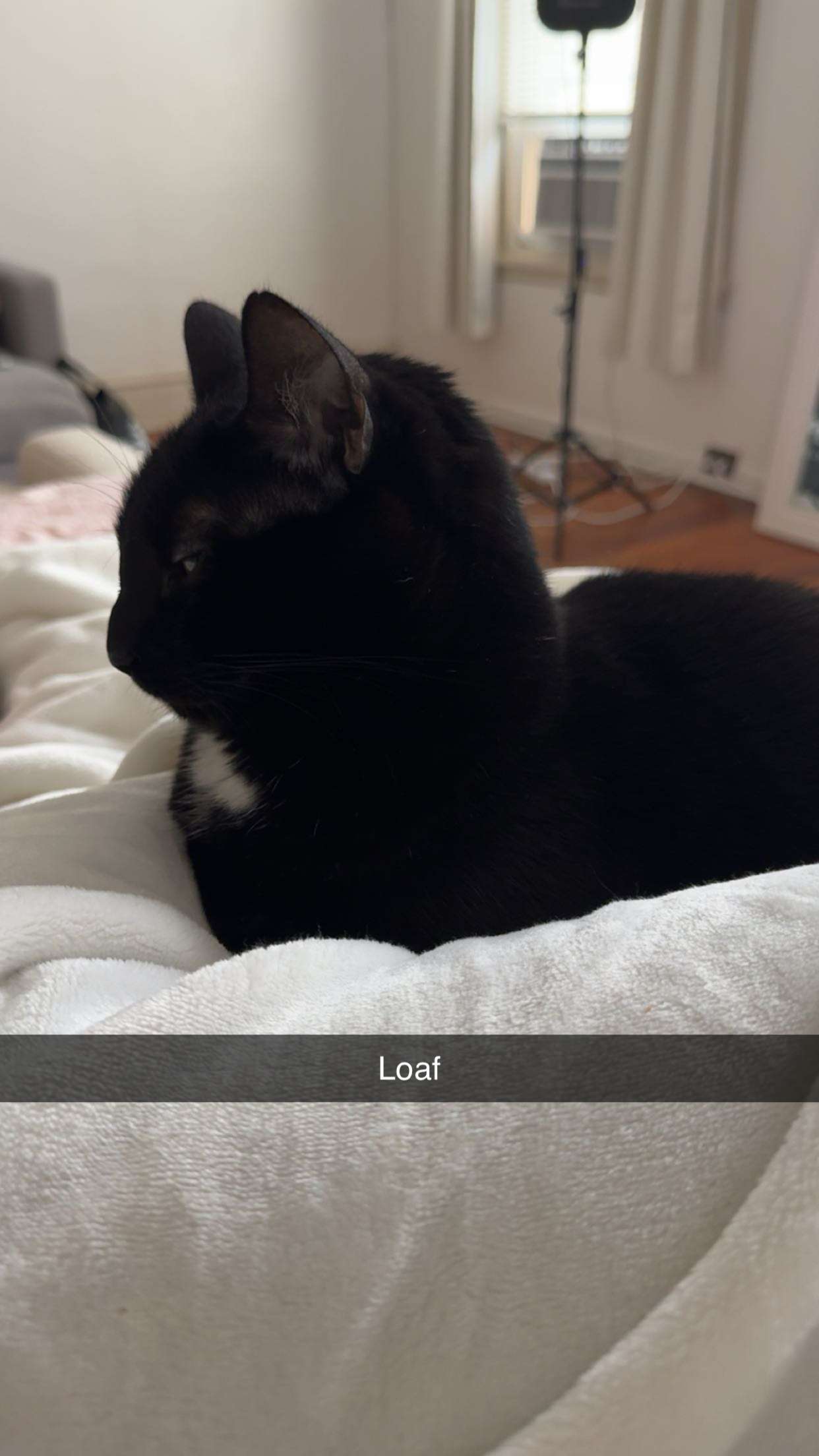 carmmieecat snapchat image archive image