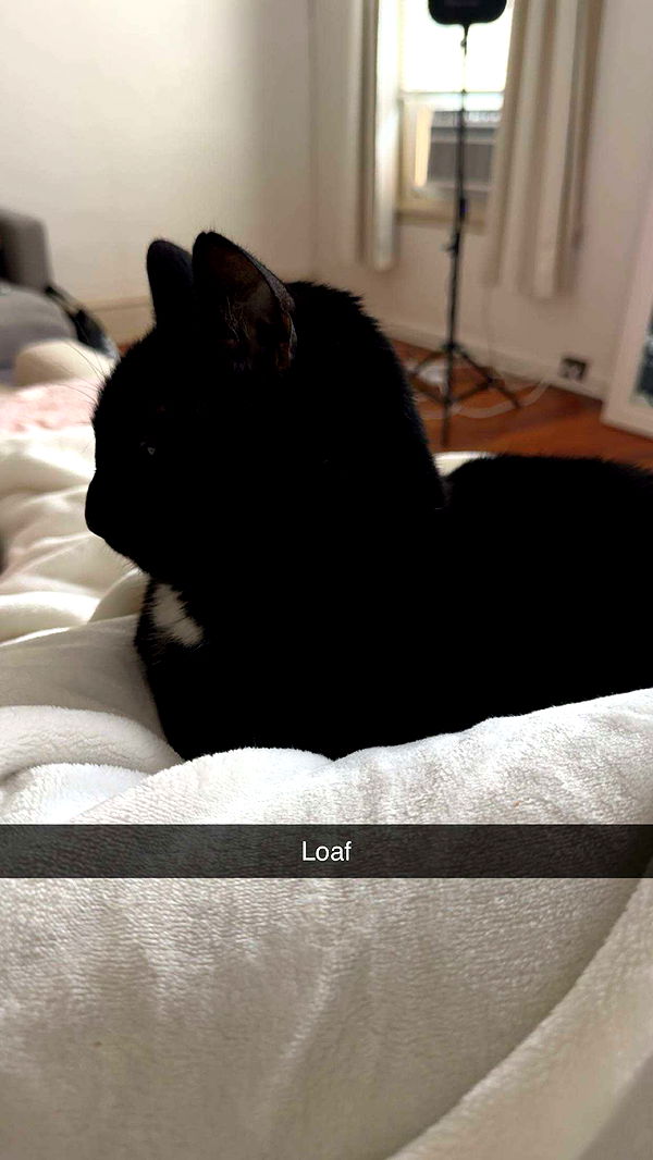 carmmieecat image ~ Altpins