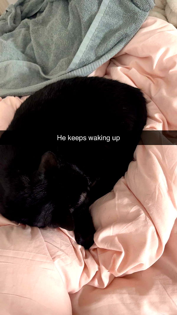 carmmieecat image ~ Altpins