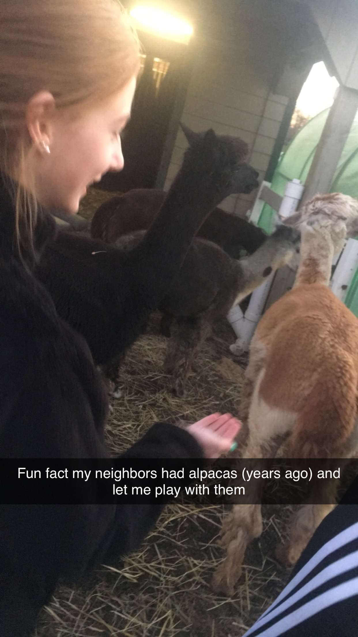 carmmieecat snapchat image archive image