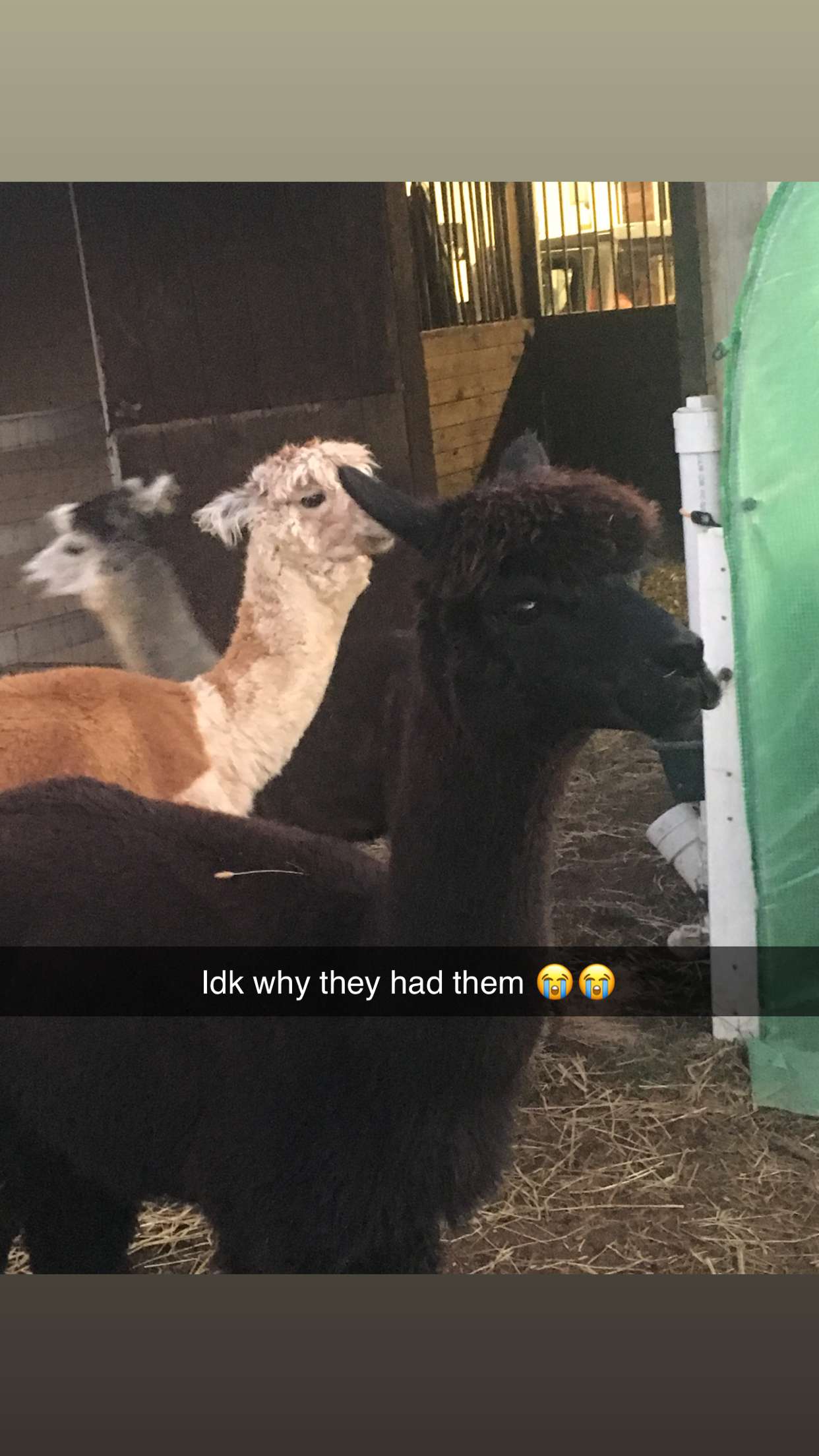 carmmieecat snapchat image archive image