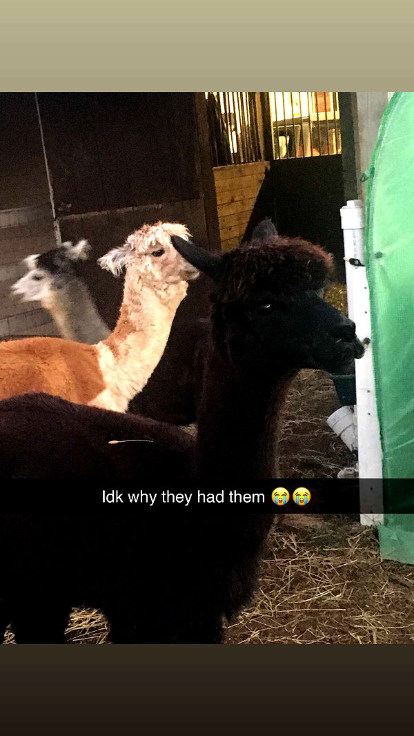 carmmieecat image ~ Altpins