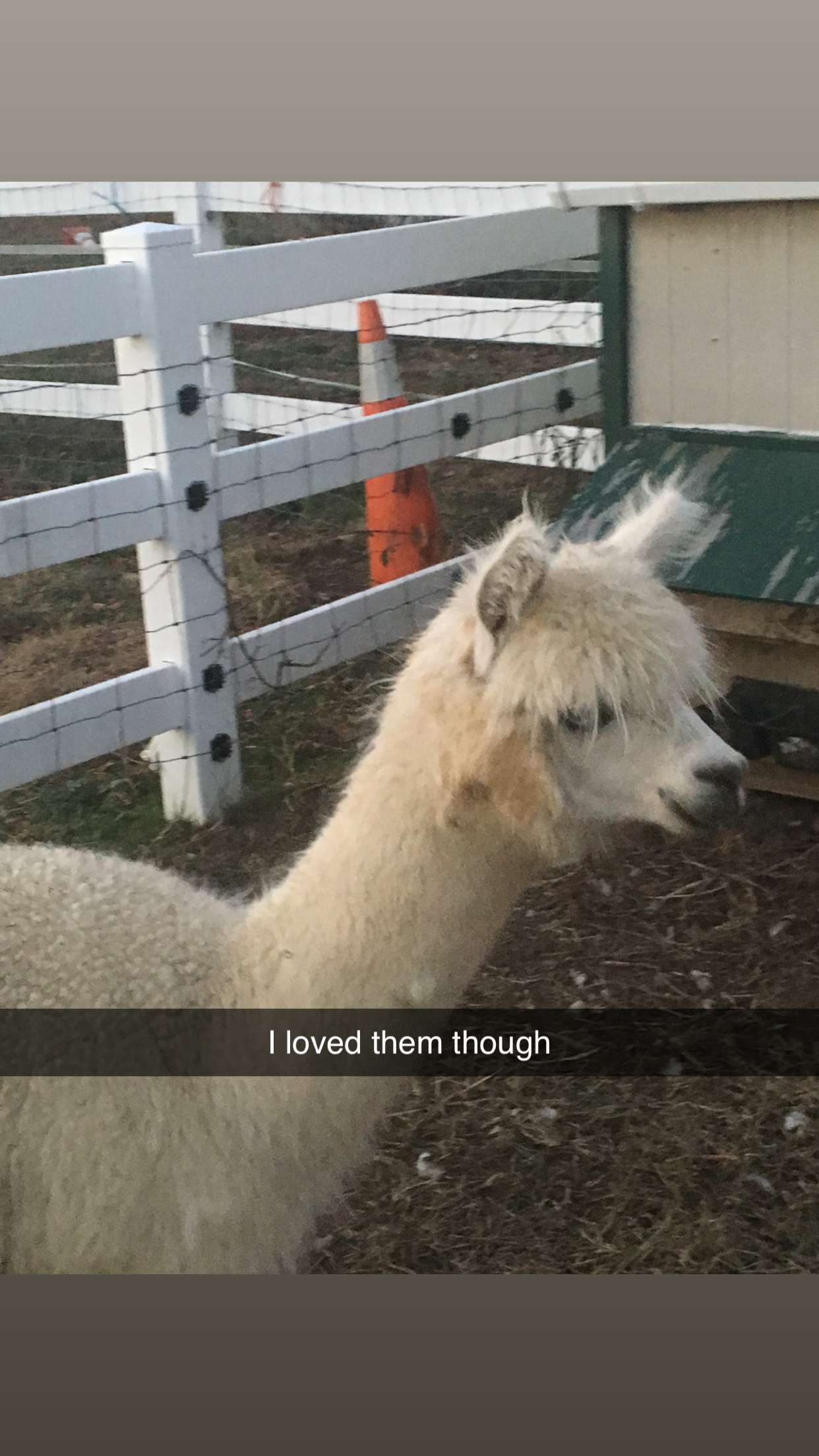 carmmieecat snapchat image archive image