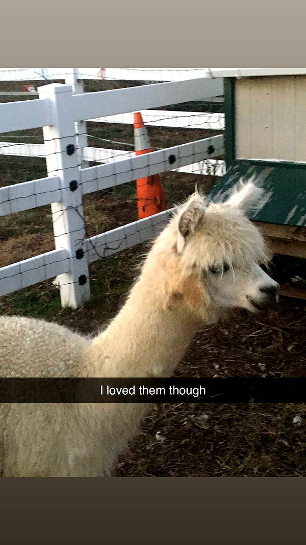 carmmieecat image ~ Altpins