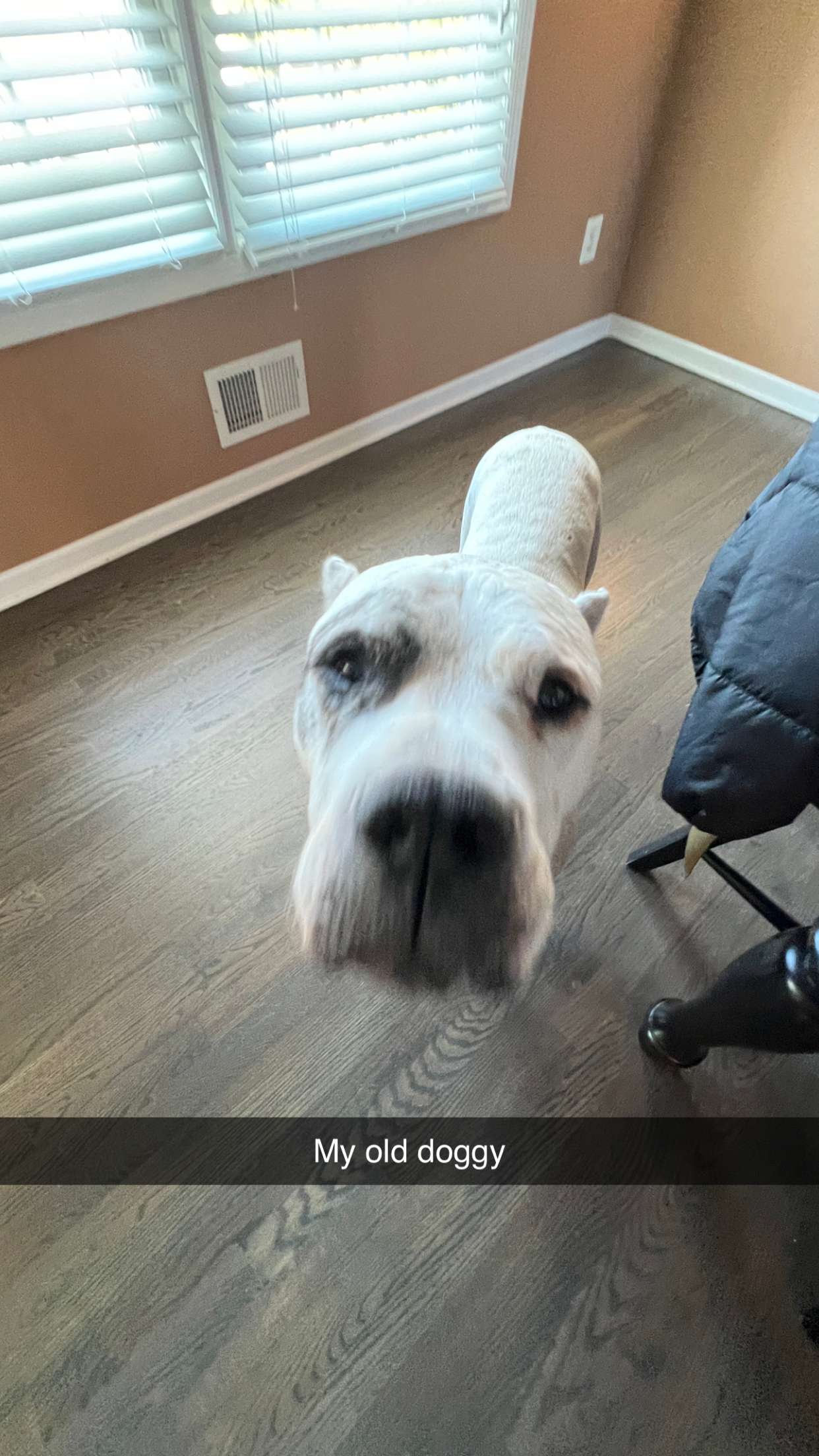 carmmieecat snapchat image archive image