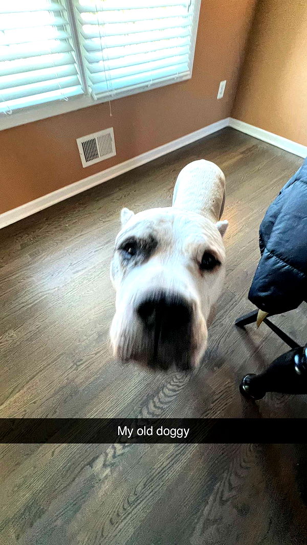 carmmieecat image ~ Altpins