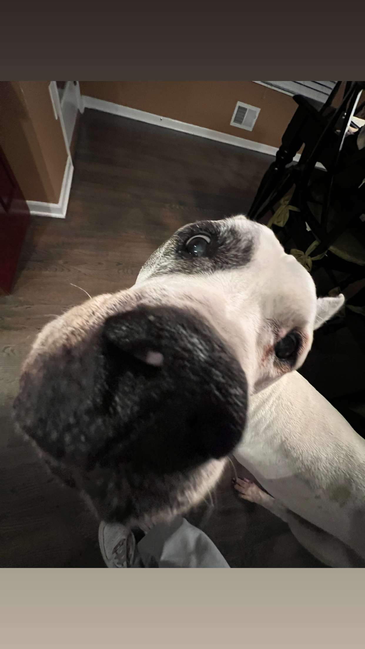 carmmieecat snapchat image archive image