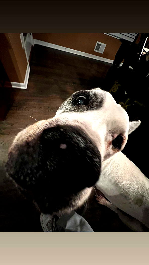 carmmieecat image ~ Altpins