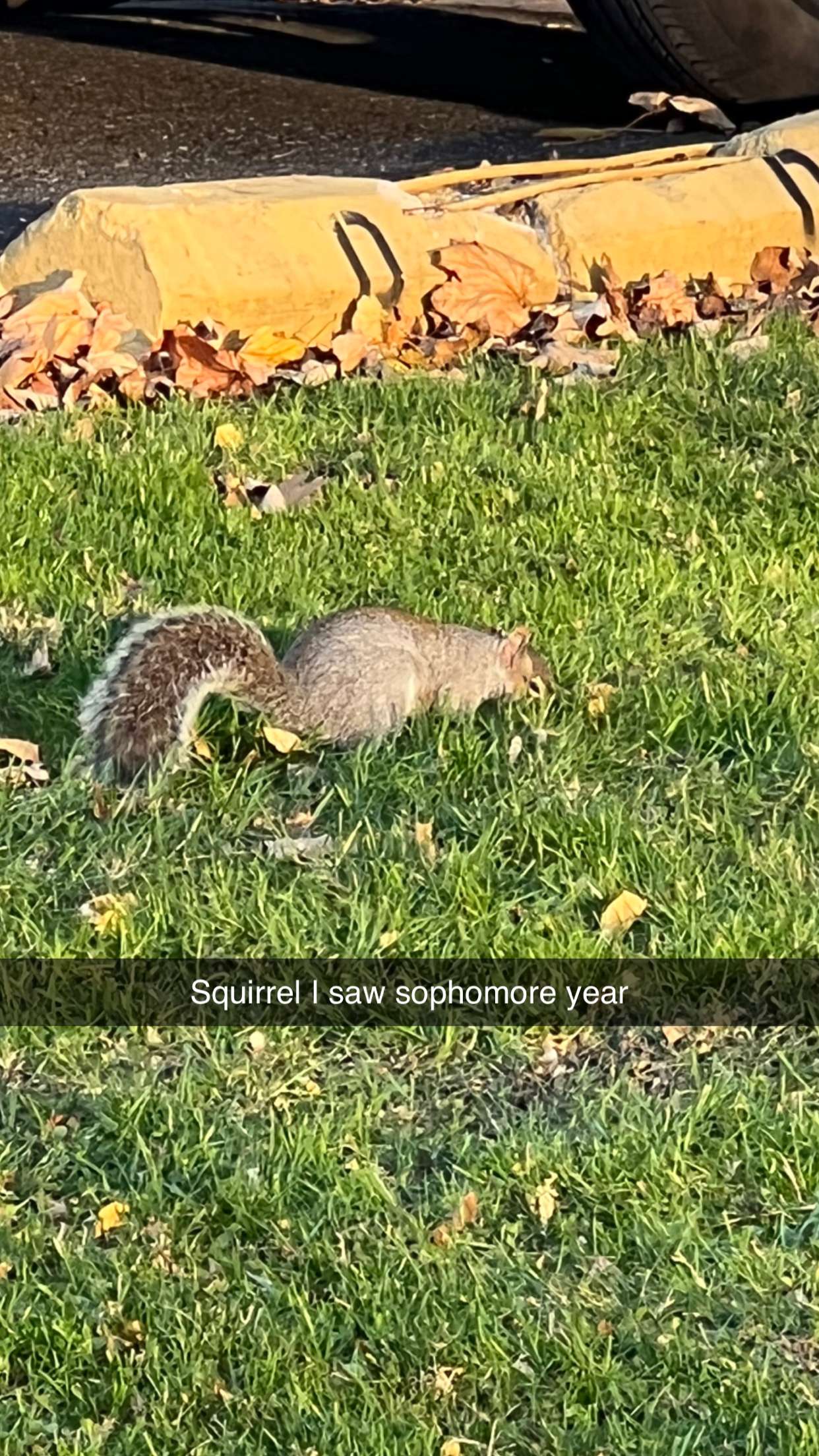 carmmieecat snapchat image archive image