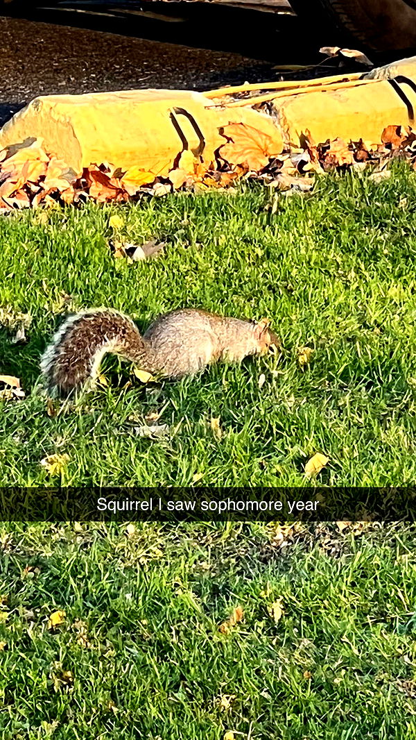 carmmieecat image ~ Altpins