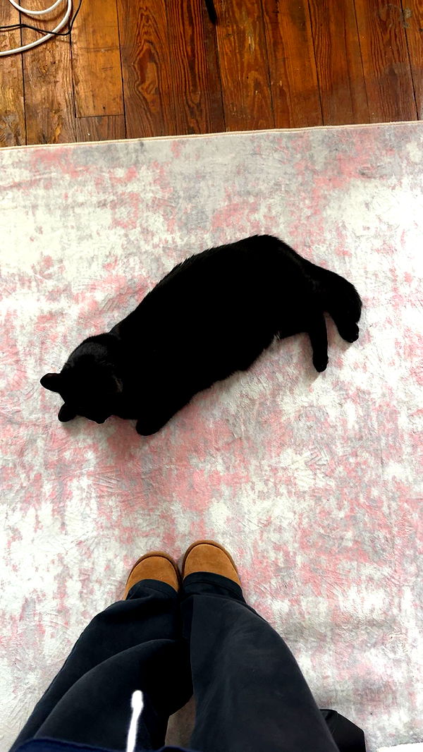 carmmieecat image ~ Altpins