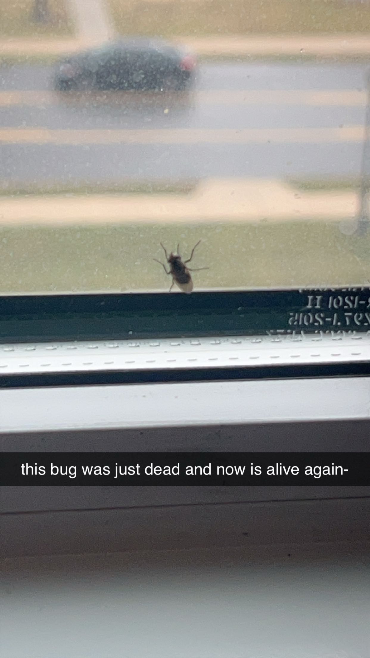 carmmieecat snapchat image archive image