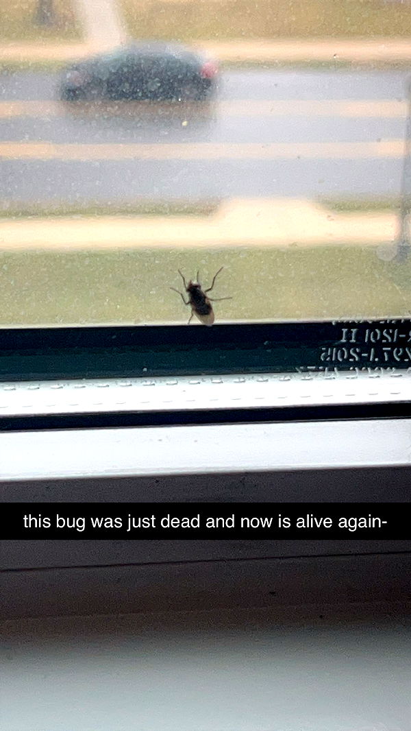 carmmieecat image ~ Altpins