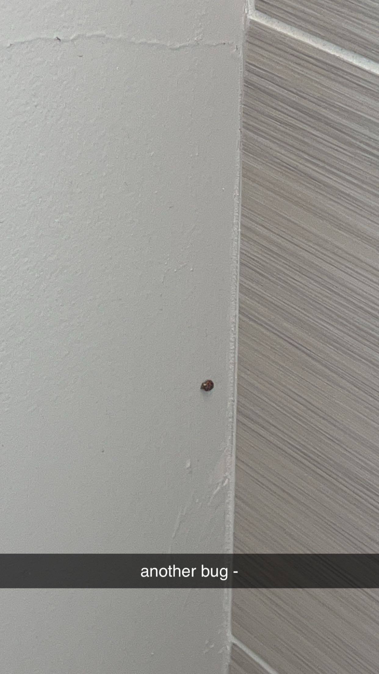 carmmieecat snapchat image archive image