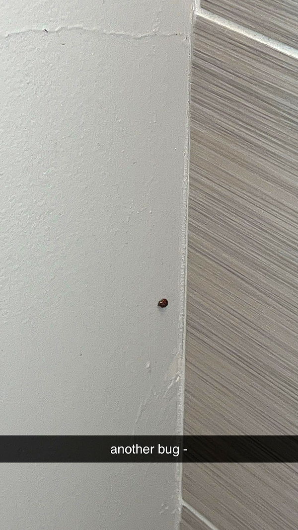 carmmieecat image ~ Altpins