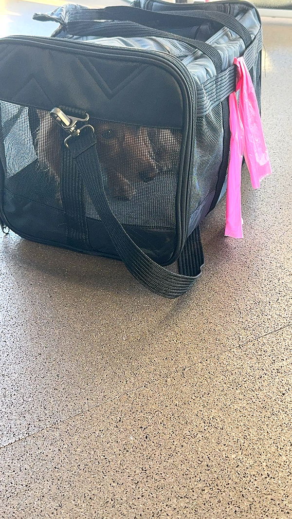 caroworld00 image ~ Altpins