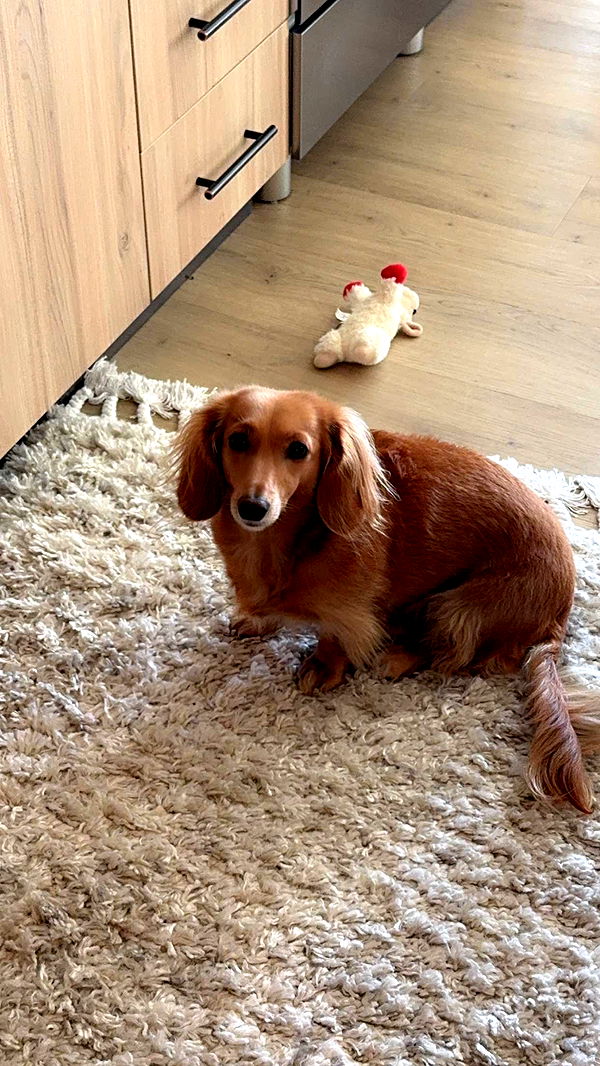 caroworld00 image ~ Altpins