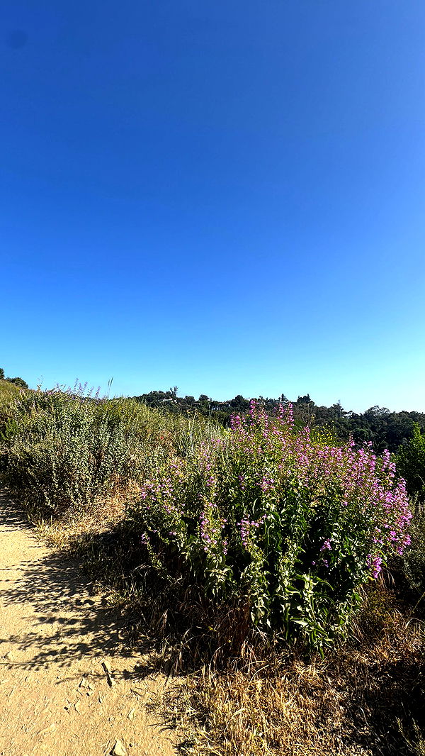 caroworld00 image ~ Altpins