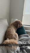 cclaire.bbear1 Altpins Profile Picture