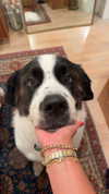 cclaire.bbear1 Altpins Profile Picture